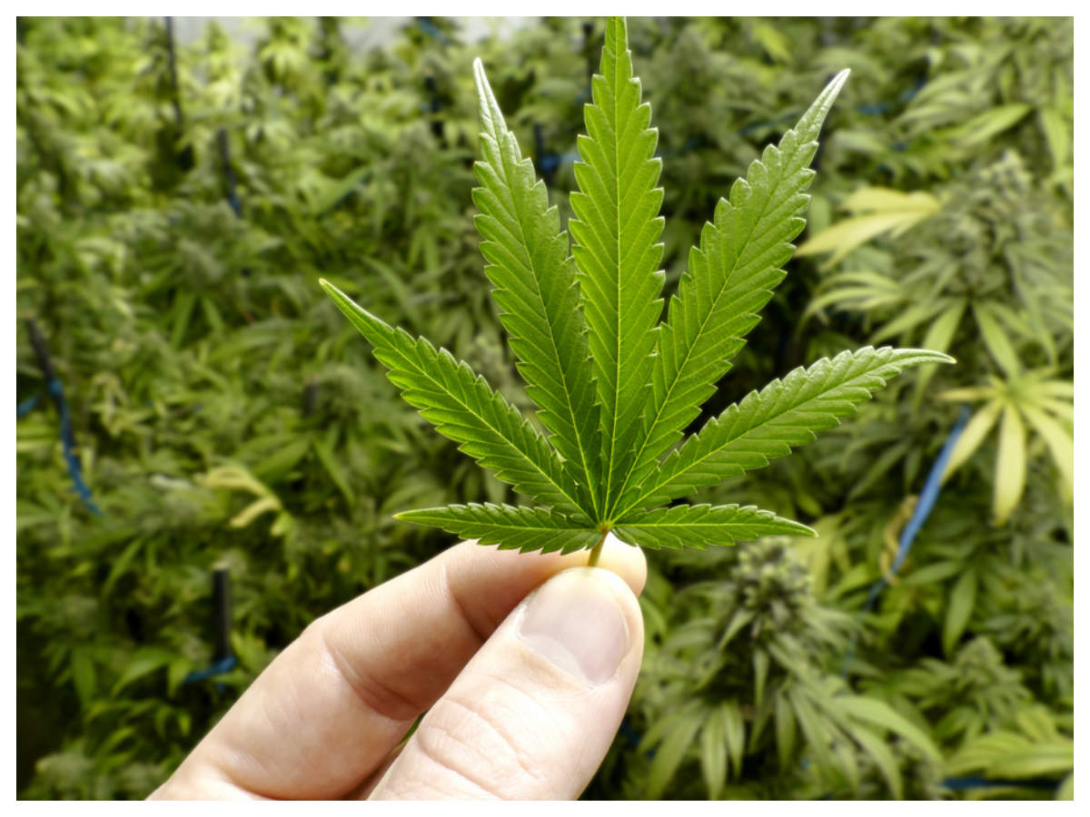Family mistakes Marijuana for Methi , hospitalized after eating &#39;Ganja Subzee&#39; - Times of India