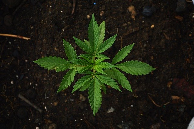 Ganja Jadi Salah Satu Tipe Narkoba Yang Sangat Banyak Dimohon Buat Dilegalkan