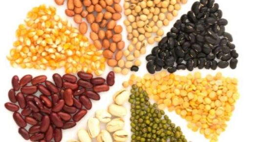 Tidak Hanya Kopi, Tapi Kacang Hijau Juga Dapat Membantu Meningkatkan Fokus